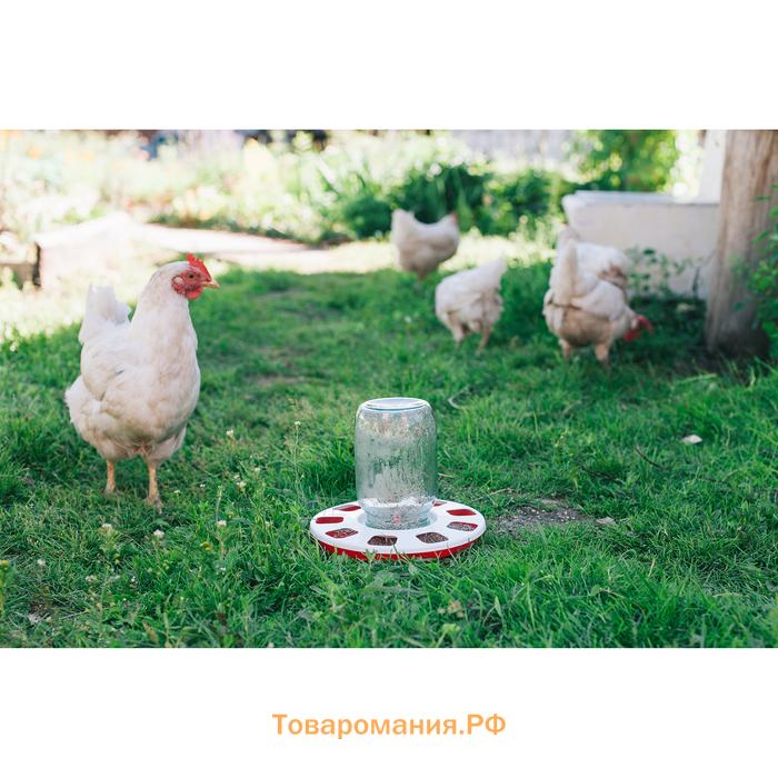 Поилка для домашней птицы, под банку и бутылку, d=220 мм, МИКС