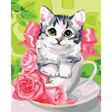 Картина по номерам на холсте с подрамником «Котёнок в чашке», 40 х 50 см